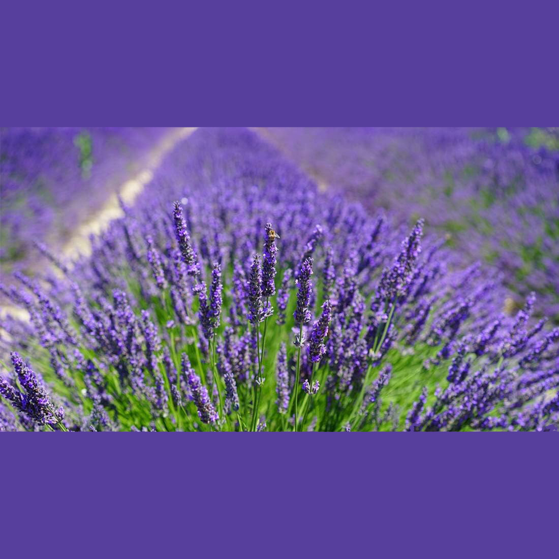 10 stuks natuurlijke lavendelz - Home Fragrance Sachet recensie en prijs